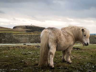 Shetland pony standing with rugged landscape in the background, under a cloudy sky