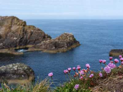 Wildflowers at the cliffs by Moray Coast