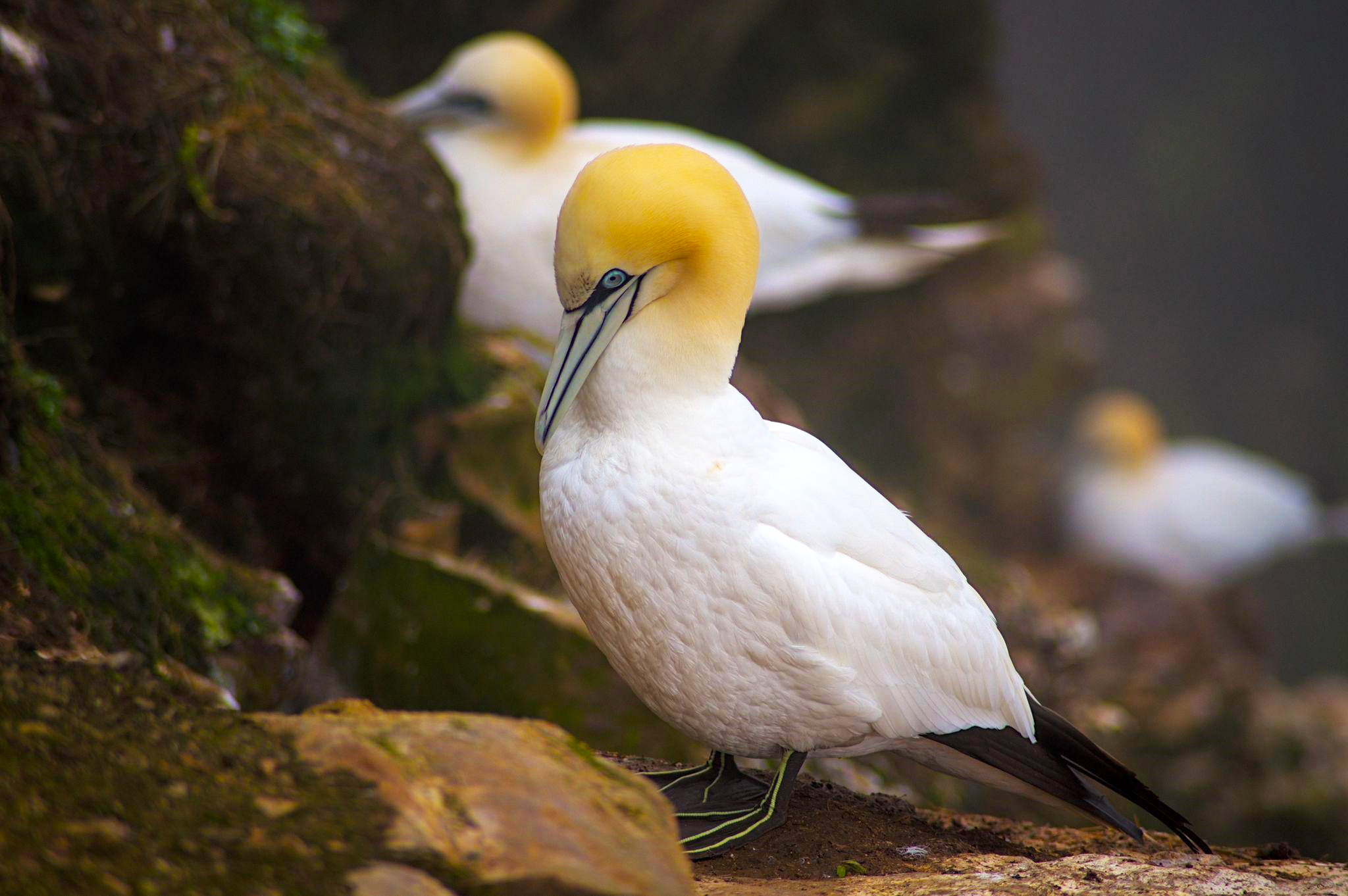 image of Highlight Seabirds & Coastal Wildlife