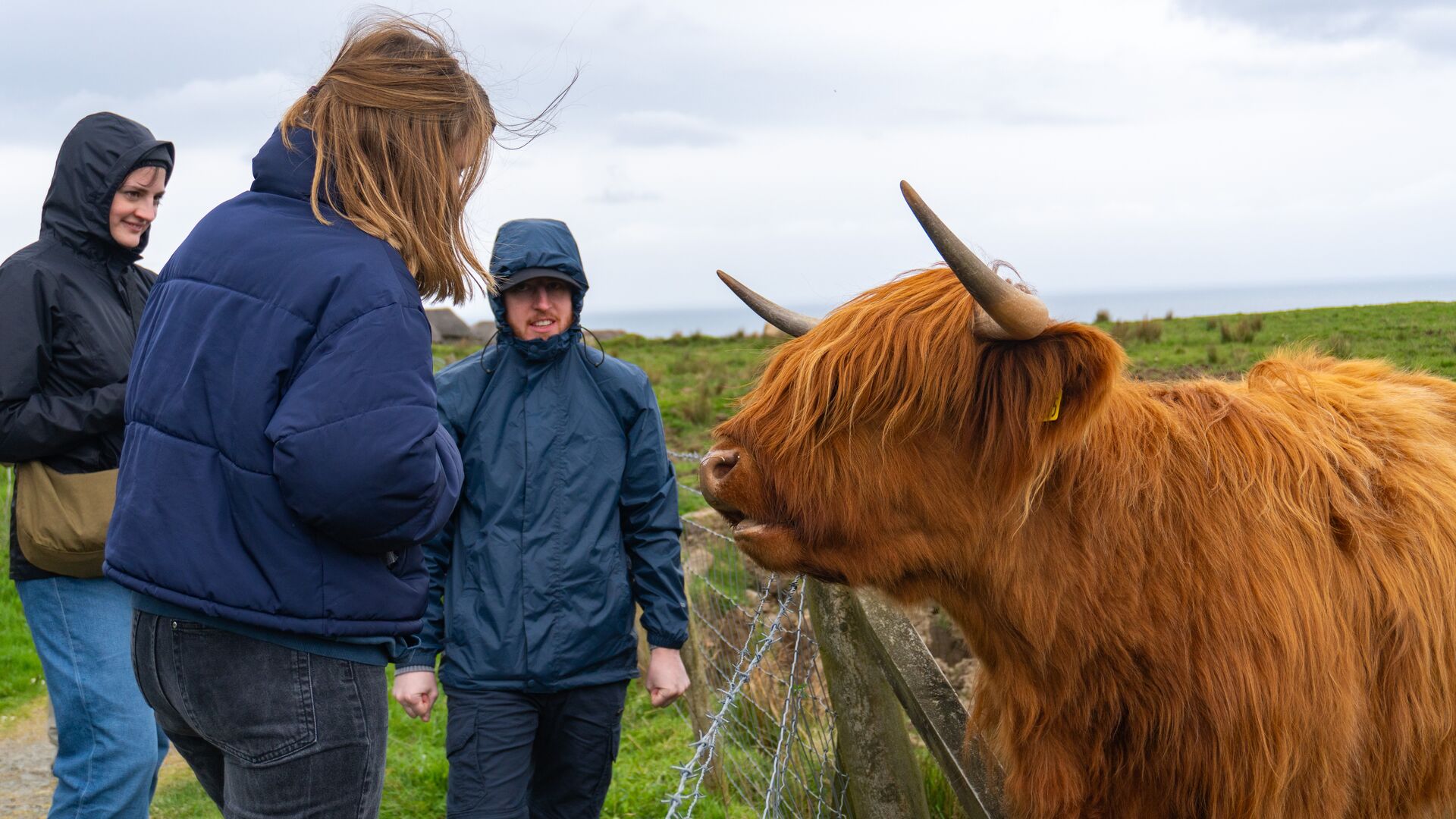 image of Highlight Highland Cow