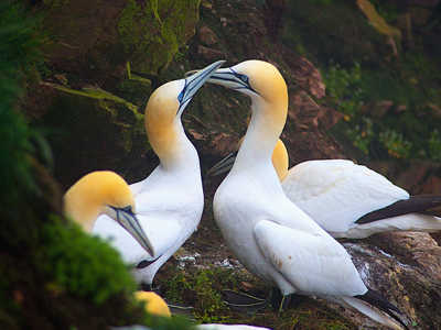 Two Gannets