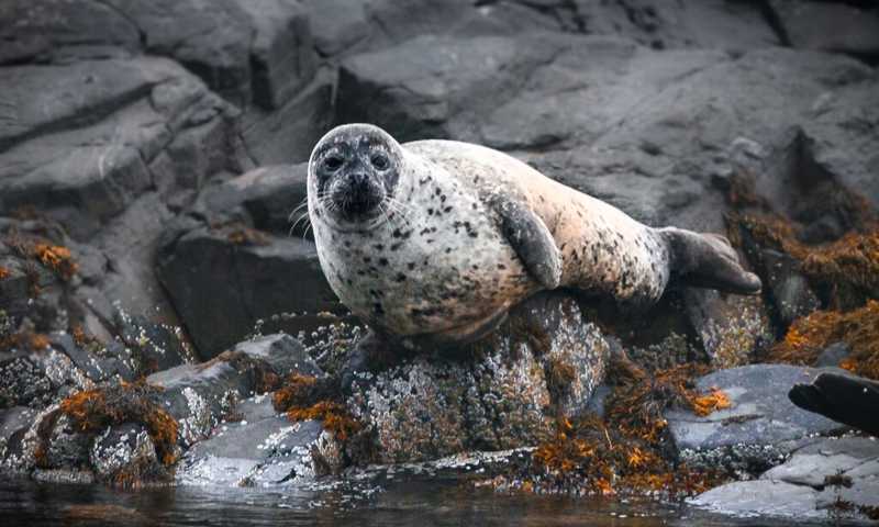 image of Boat Tour from Oban (8-Day Tour - Free Day Option) Experience