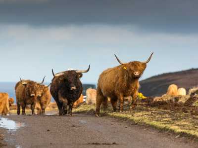 Orkney Highland Cows