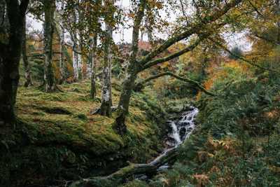 image of Highlight Tormore Community Forest