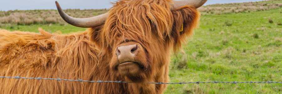 Highland cow with long, shaggy fur and distinctive curved horns