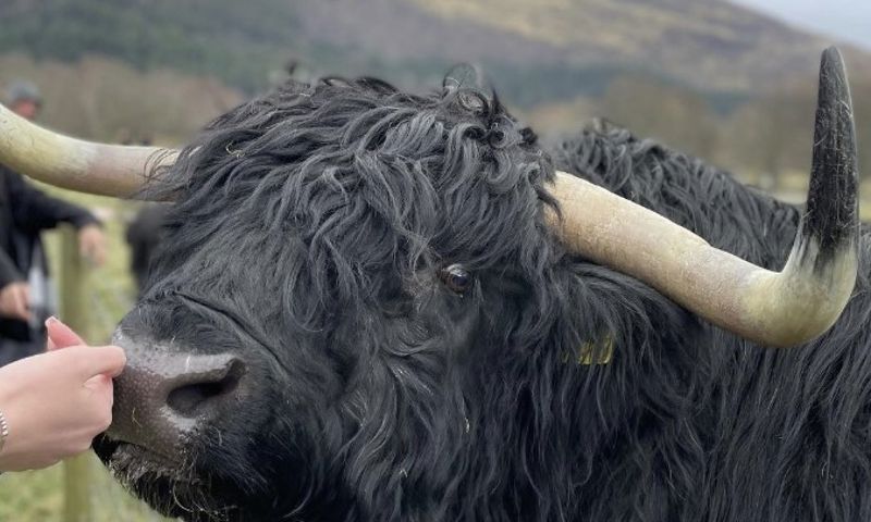 "Absolutely in love with this stunning nature of Scotland🏴󠁧󠁢󠁳󠁣󠁴󠁿! Will be coming back for more 😌 thank you @highextours for a breathtaking tour with interesting stories and authentic music 👏"⁠ ⁠ 📸 by @marina_kuzmenkoo - Thanks for coming along and sharing this lovely moment with us!⁠