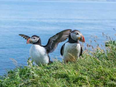 Coastal Wildlife