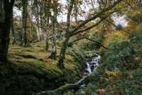 Tormore Community Forest